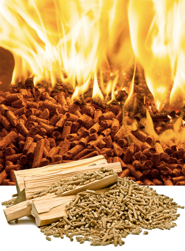 pellet Pellet to materiał opałowy produkowany głównie z odpadów drzewnych, mający formę granulatu. Najpopularniejszym rodzajem tego produktu w Polsce jest pellet drzewny, pozyskiwany z drzew iglastych lub liściastych. Pellet charakteryzuje się tym, że nie absorbuje wilgoci i nie ulega samozapłonowi, dlatego nie stwarza ryzyka pożaru, jeśli przechowujemy go w pomieszczeniu gospodarczym lub w garażu przydomowym. Podczas jego spalania nie następuje emisja do środowiska naturalnego takich szkodliwych substancji jak przy spalaniu węgla. Z uwagi na to pellet uznawany jest za biomasę. Wysyłka pelletu w 24h: Gwarantujemy, że Twoje zamówienie zostanie wysłane w ciągu 24 godzin od momentu złożenia zamówienia. Dzięki temu możesz liczyć na szybką dostawę i ciepło w Twoim domu. Dostawa kurierem: Nasze zamówienia są dostarczane przez zaufanych kurierów, którzy zapewniają bezpieczną i efektywną dostawę pelletu prosto do Twojego domu. Poczta Polska: Oferujemy również możliwość dostawy za pośrednictwem Poczty Polskiej. To doskonała opcja dla tych, którzy wolą korzystać z usług tej sprawdzonej instytucji.